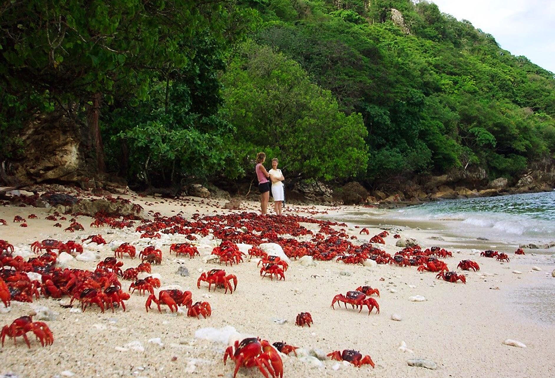Zwei Frauen stehen an einem Sandstrand mit etlichen roten Krabben