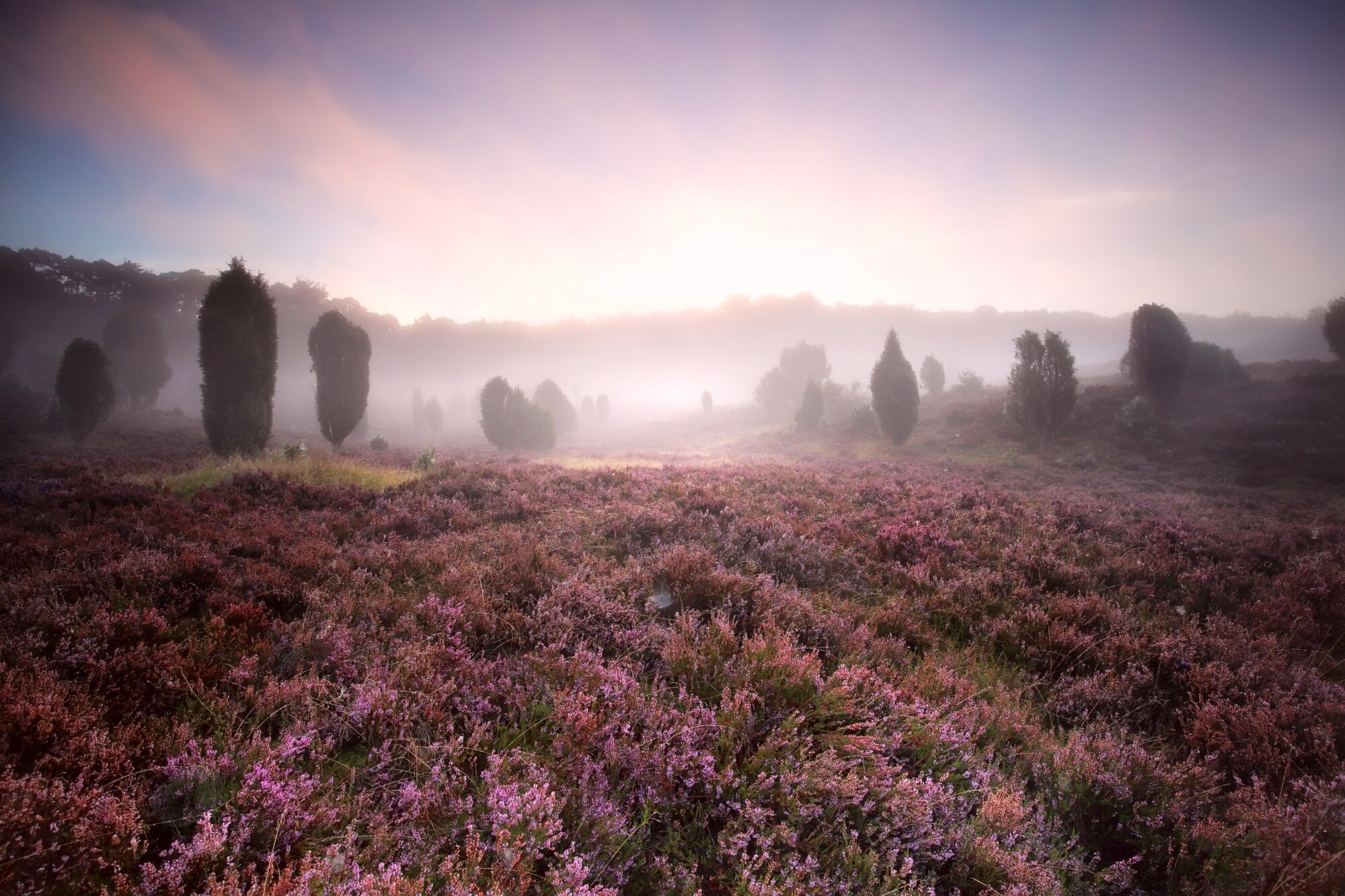 Blühende Heidelandschaft im Nebel bei Sonnenaufgang