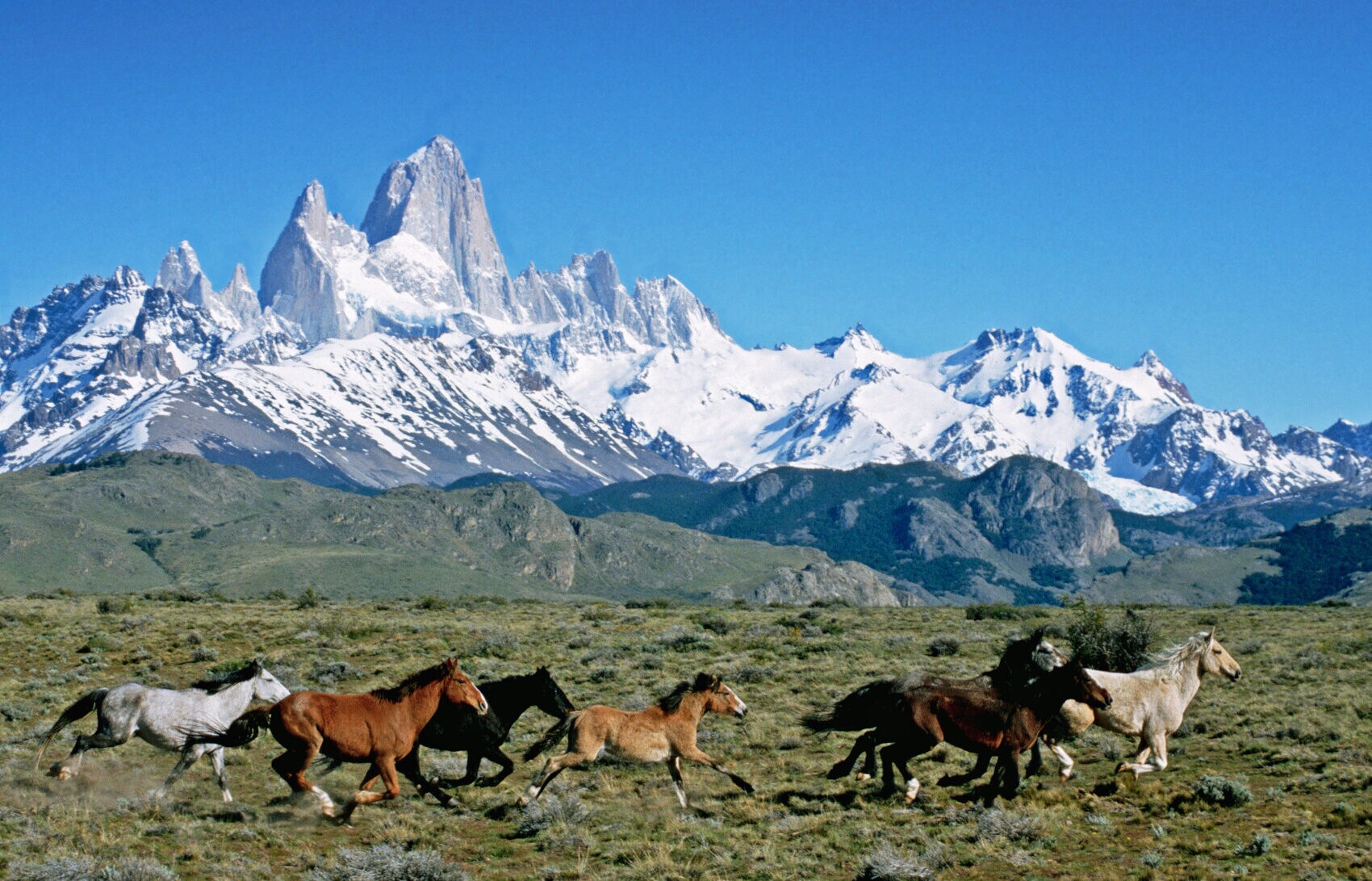 Eine Herde Wildpferde galoppiert durch die argentinische Grassteppe, im Hintergrund eine schneebedeckte Bergkette