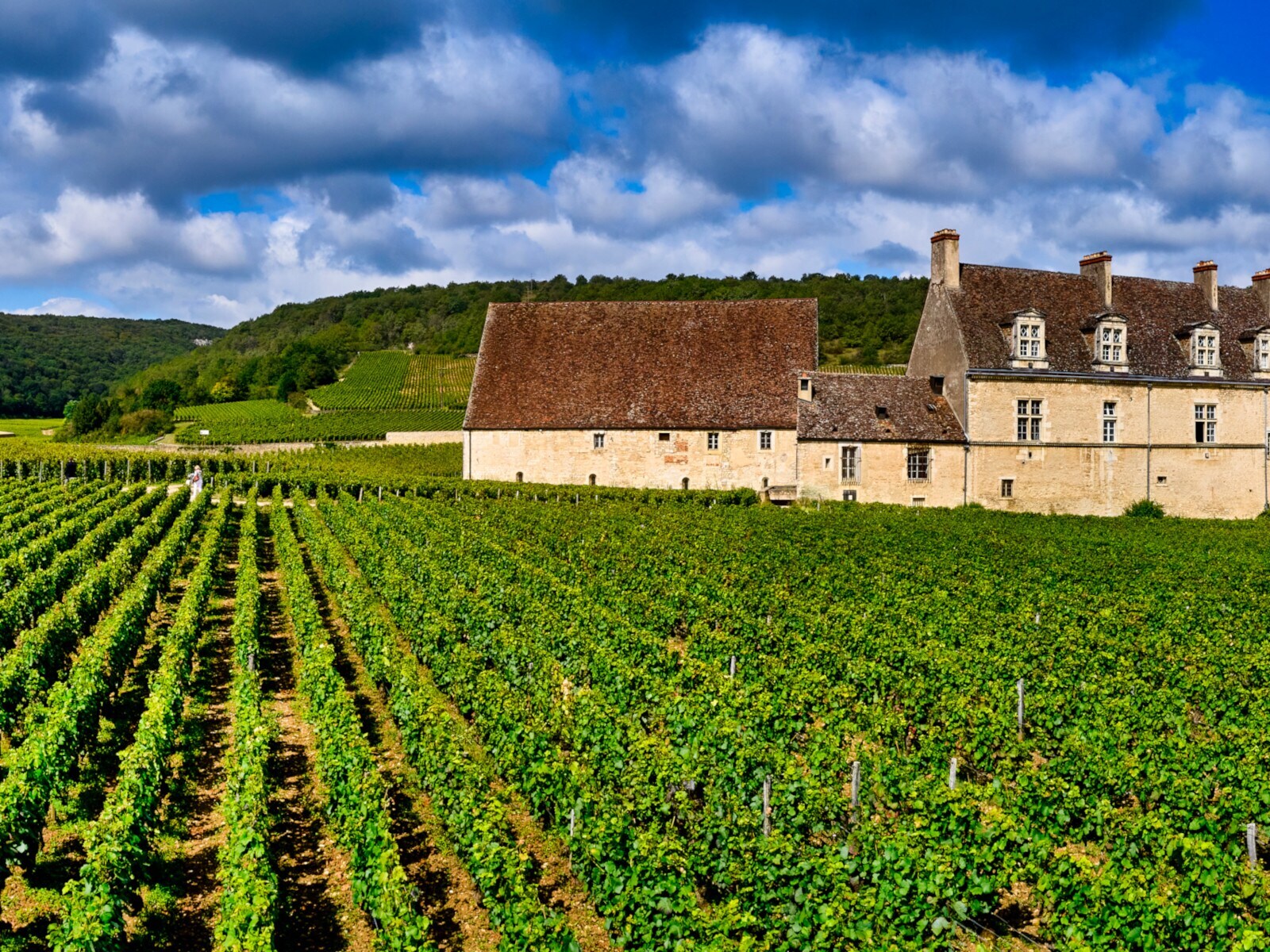 Eine Schlossanlage inmitten von Weinbergen Eine Schlossanlage inmitten von Weinbergen