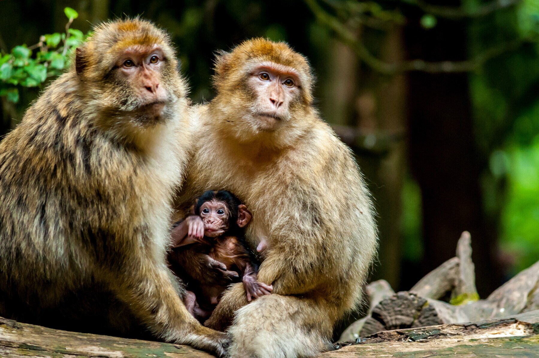 Porträt eines Berberaffenpaares mit einem Jungtier in ihrer Mitte