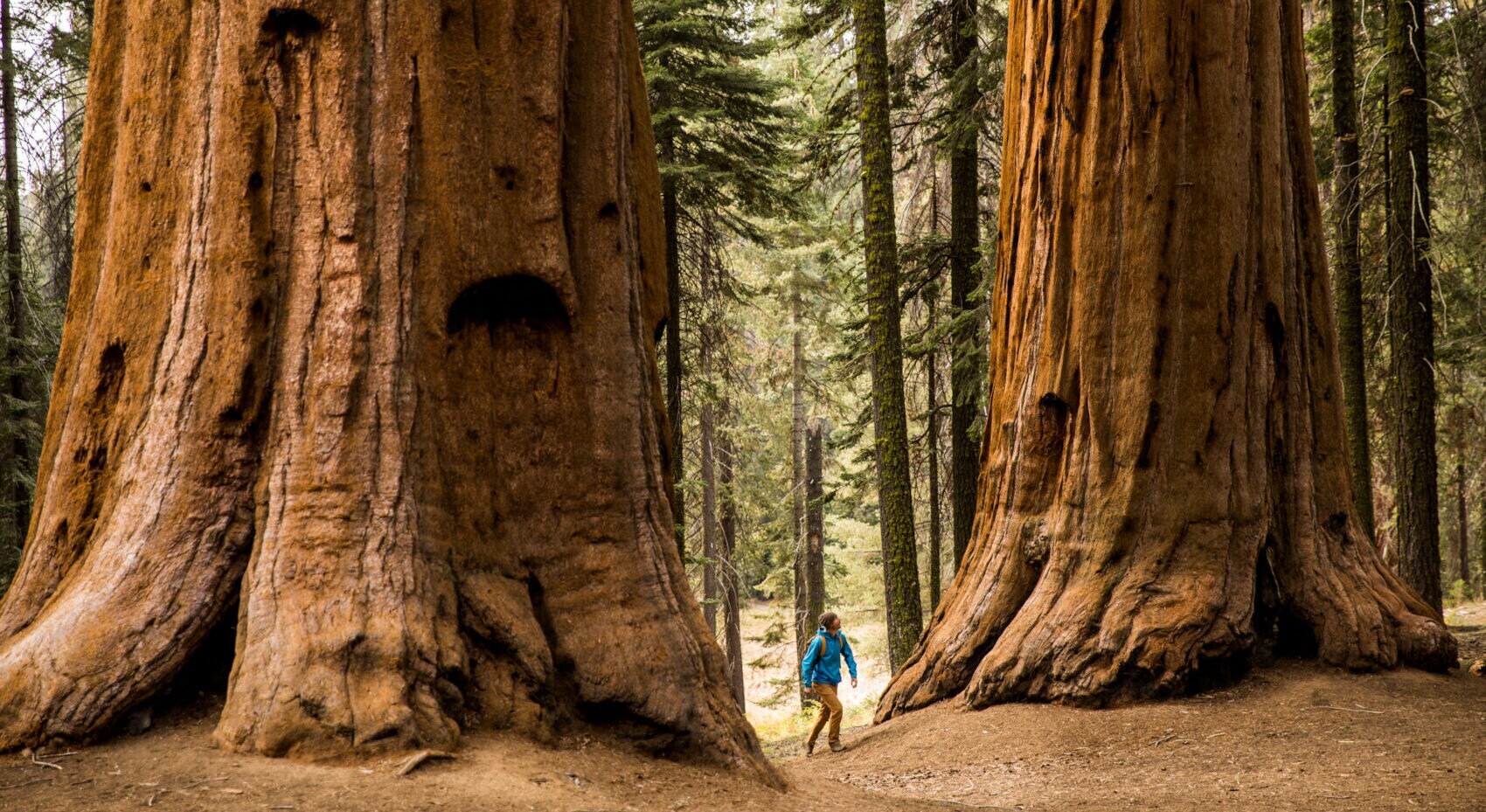 Ein Mann wandert durch den Sequoia-Nationalpark an den monumentalen Stämmen der Mammutbäume vorbei Ein Mann wandert durch den Sequoia-Nationalpark an den monumentalen Stämmen der Mammutbäume vorbei