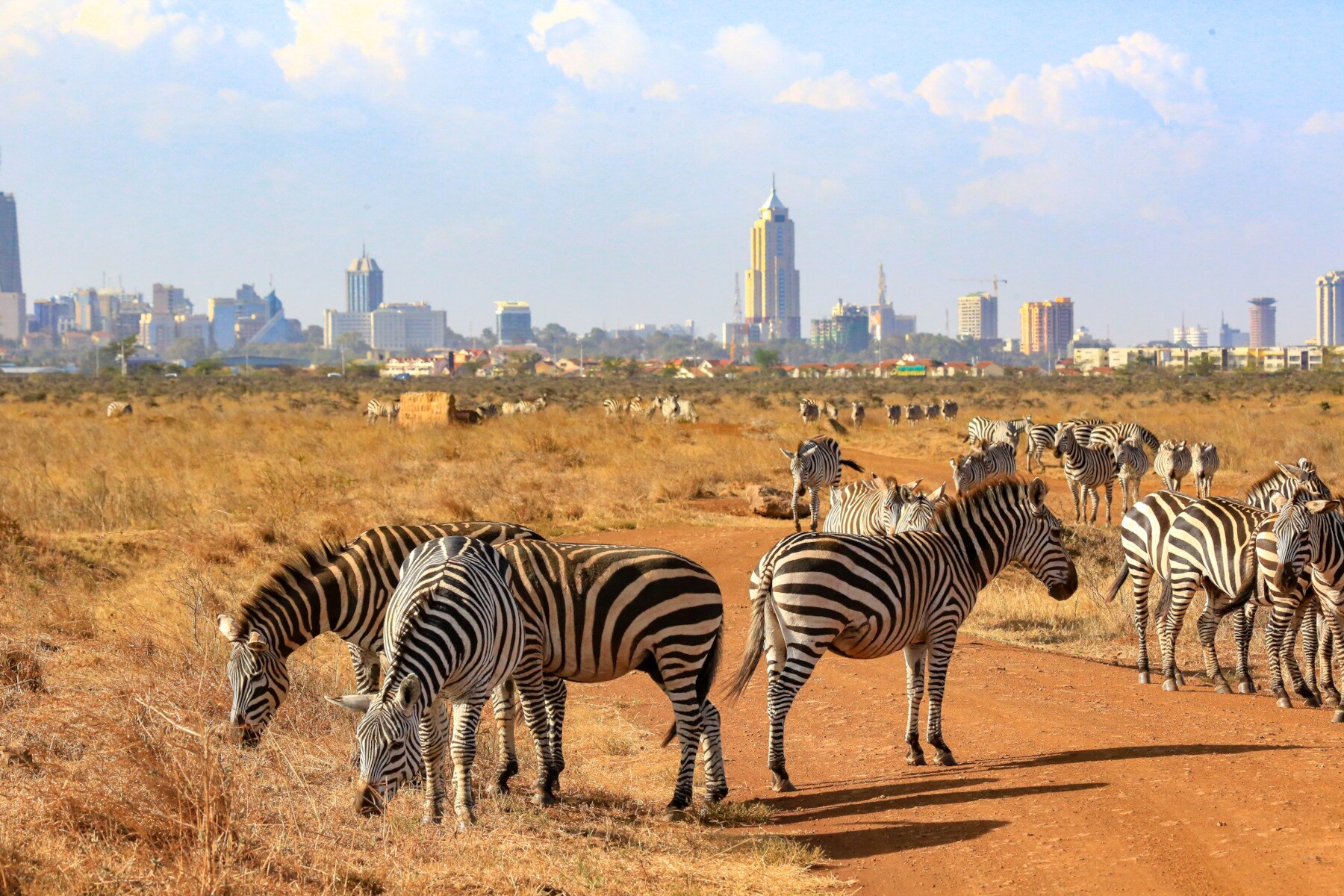 Zebras grasen in der Steppe im Nairobi-Nationalpark vor der Skyline von Nairobi