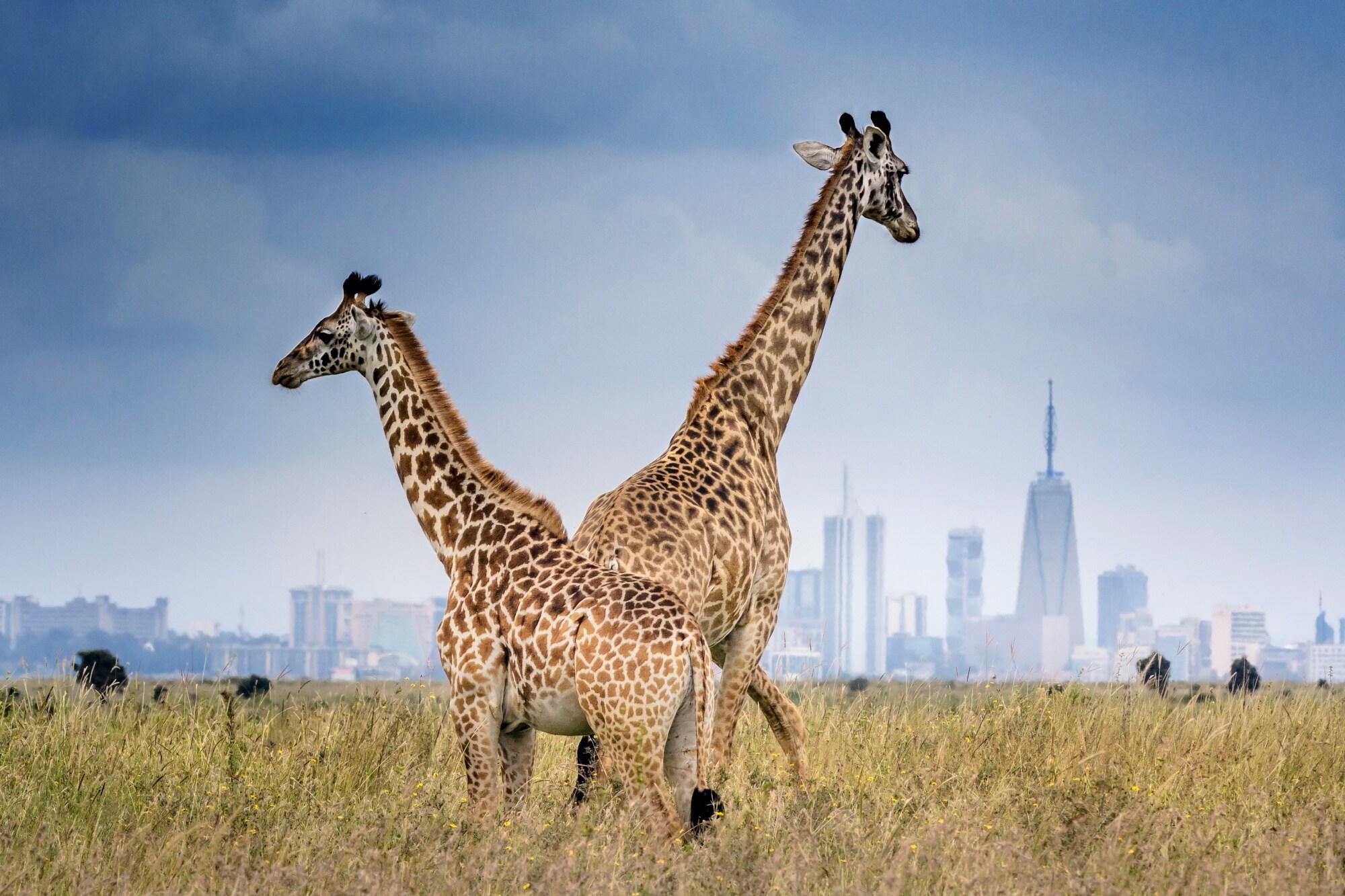 Zwei Giraffen stehen im Steppengras vor der Skyline von Nairobi