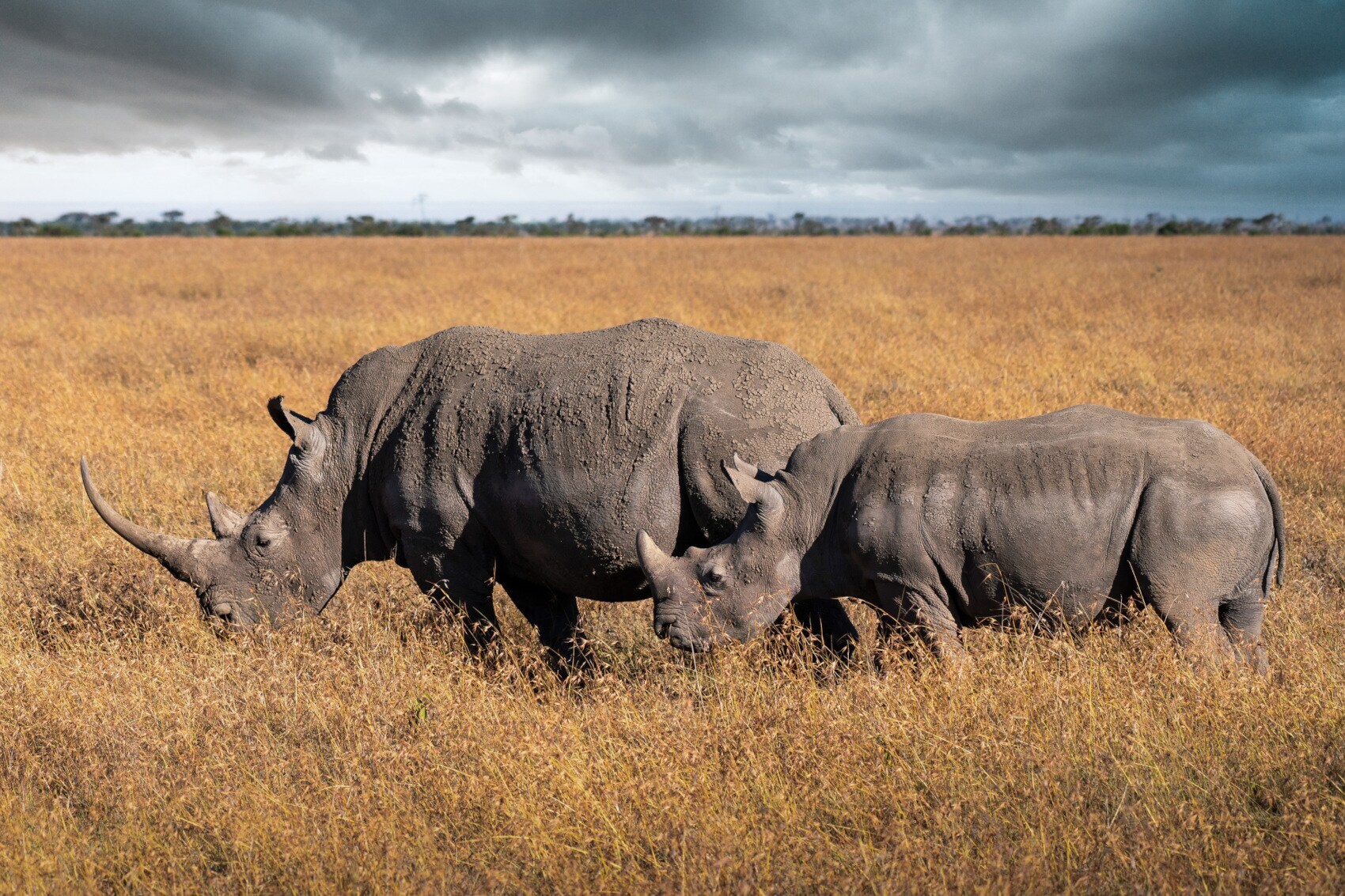 Zwei Nashörner grasen in der Trockensavanne in Kenia Zwei Nashörner grasen in der Trockensavanne in Kenia
