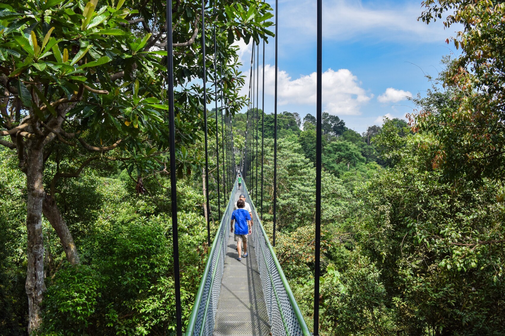 Rückansicht mehrerer Personen, die hintereinander über eine schmale Brücke entlang von Baumkronen durch einen Regenwald laufen