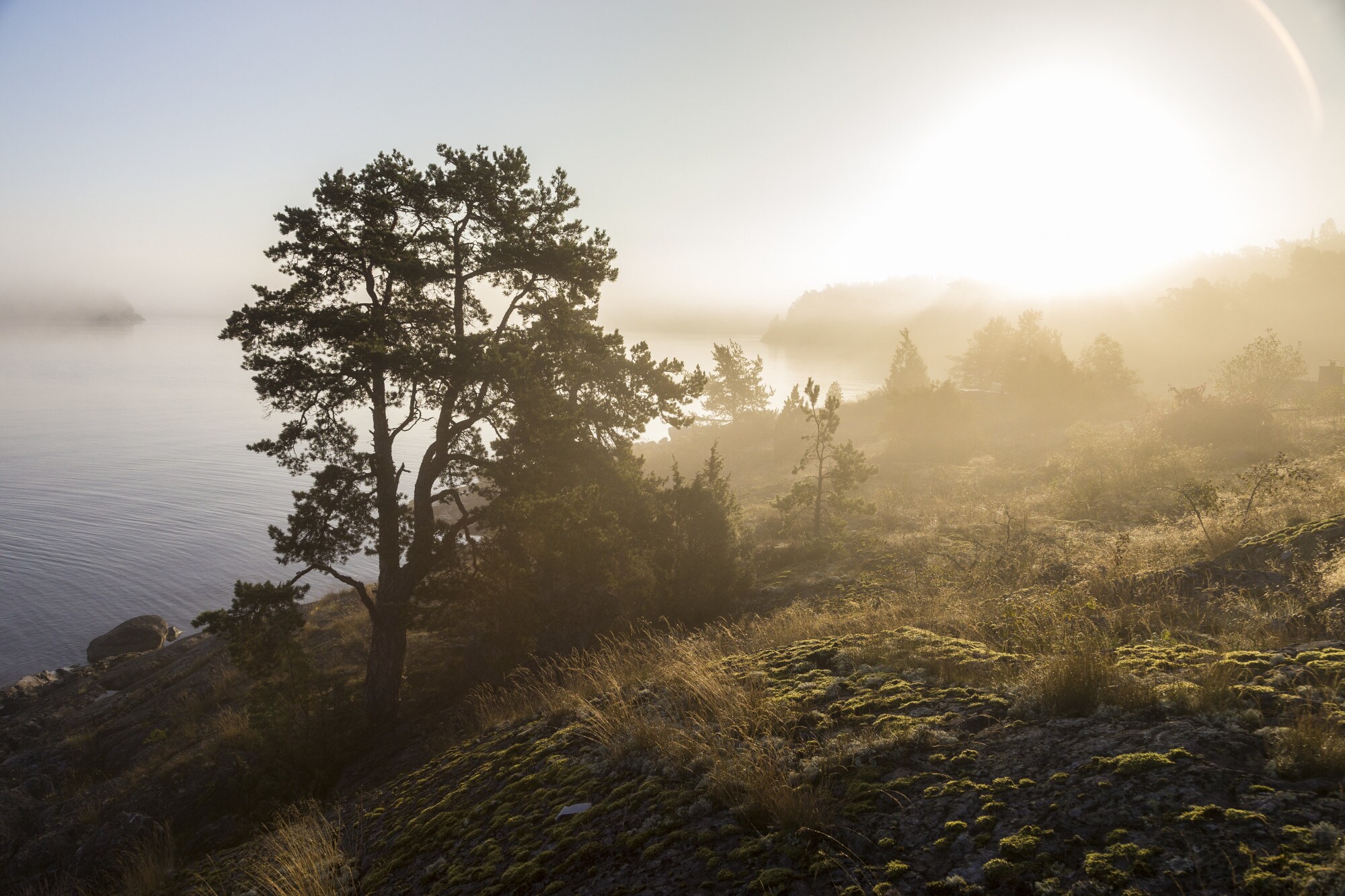 Bäume im Nebel auf einer Insel in Schweden
