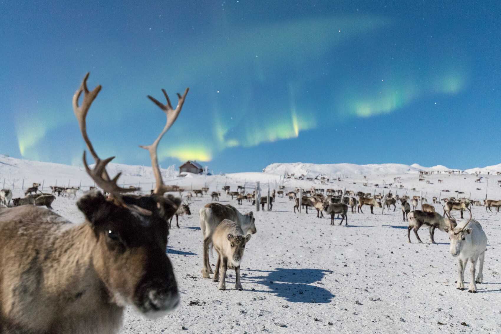 Eine Herde Rentiere im Schnee, im Hintergrund Polarlichter am blauen Himmel Eine Herde Rentiere im Schnee, im Hintergrund Polarlichter am blauen Himmel