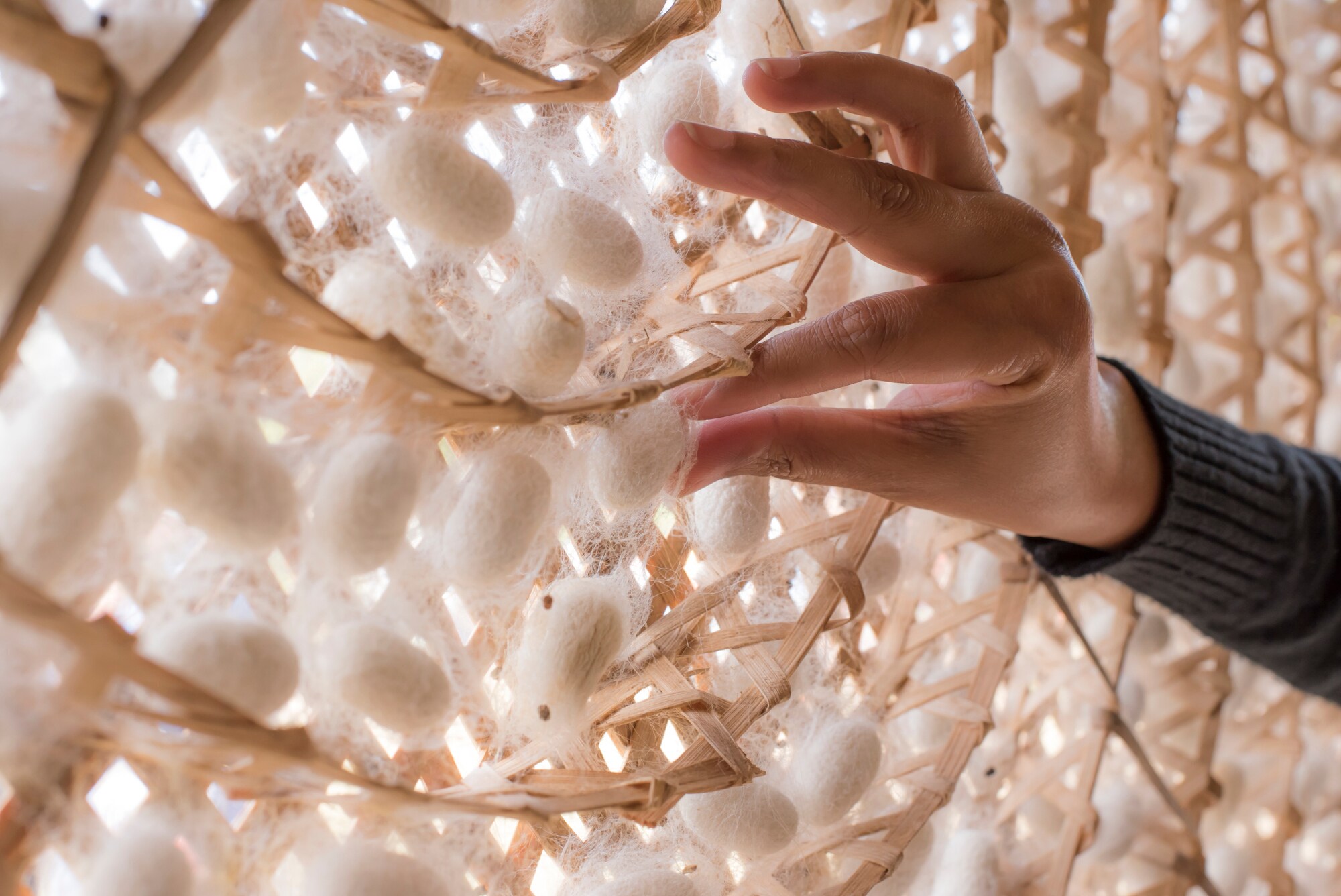 Eine rechte Hand berührt einen von vielen Kokons von Seidenspinnern