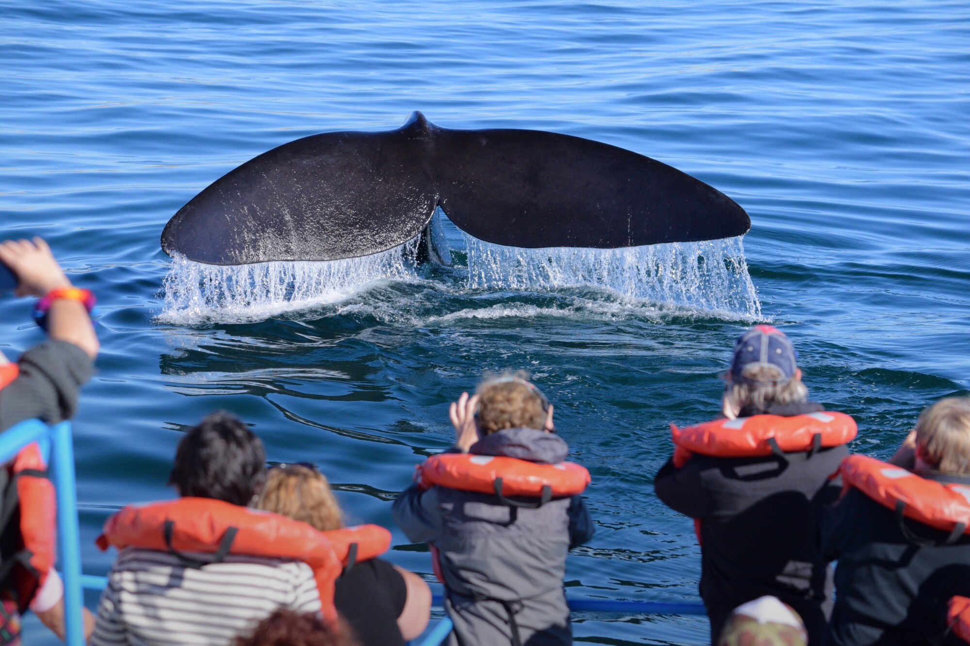 Eine Touristengruppe mit Schwimmwesten auf einem Boot beobachtet die Flosse eines Glattwals im Wasser Eine Touristengruppe mit Schwimmwesten auf einem Boot beobachtet die Flosse eines Glattwals im Wasser