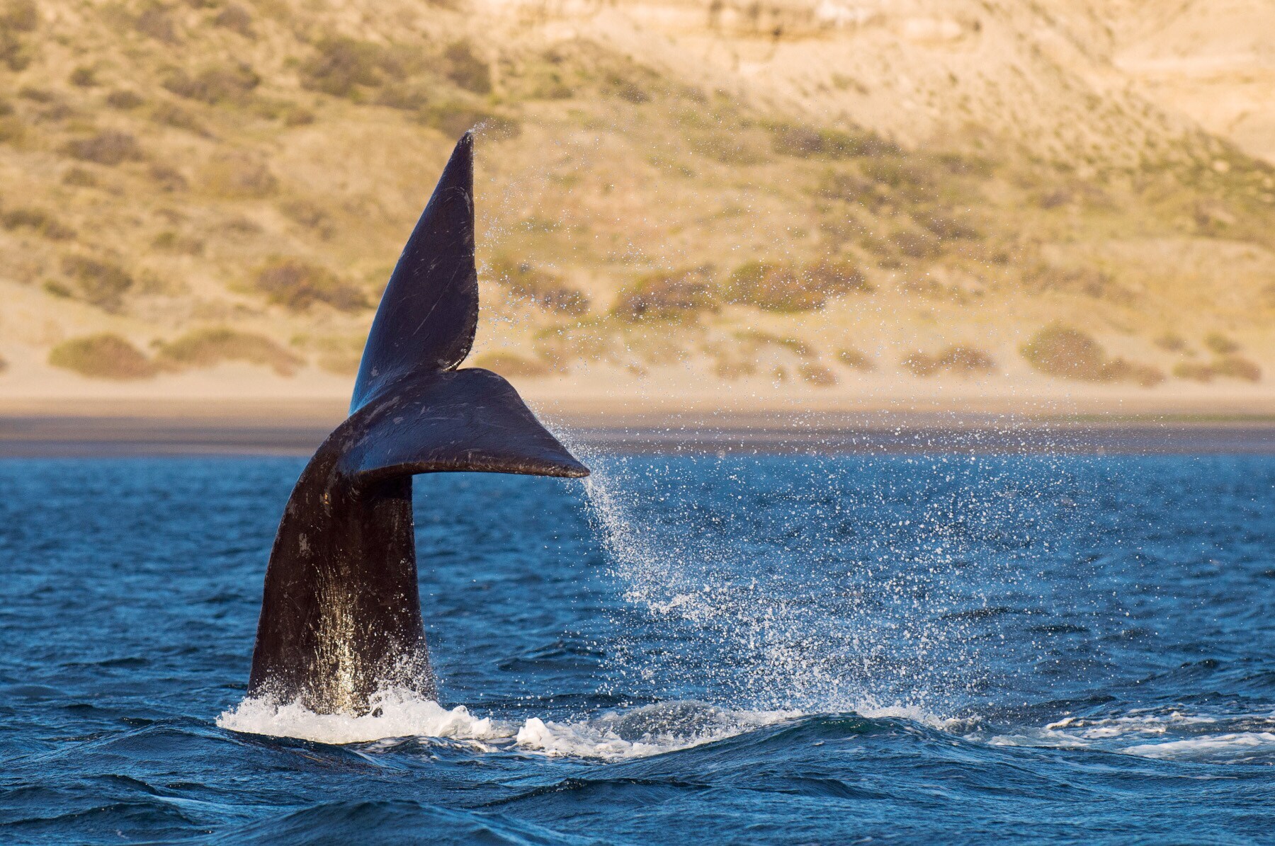 Die Fluke eines Wals ragt aus dem Wasser vor einem menschenleeren Sandstrand Die Fluke eines Wals ragt aus dem Wasser vor einem menschenleeren Sandstrand