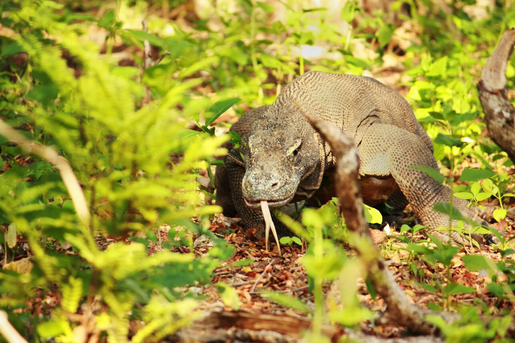 Ein Komodowaran läuft zwischen Büschen entlang und steckt gerade seine Zunge heraus