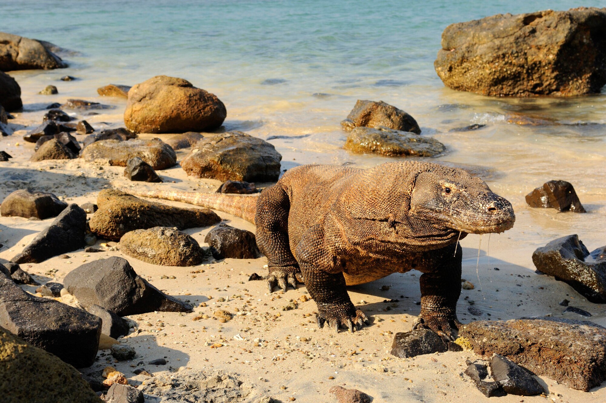 Ein Komodowaran läuft am Wasser den Strand entlang