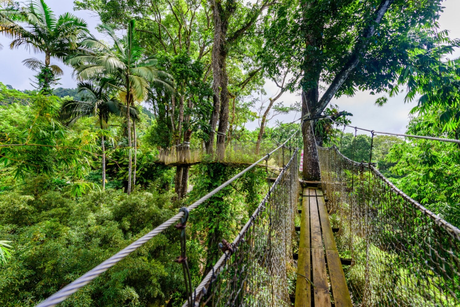 Eine Hängebrücke führt durch einen Wald Eine Hängebrücke führt durch einen Wald