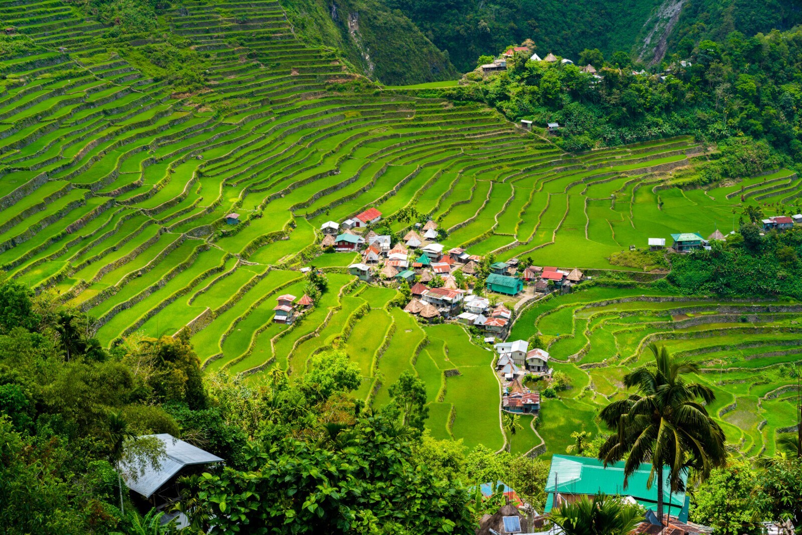 Grüne Reisterrassen mit einer kleinen Ortschaft im Hochland auf den Philippinen