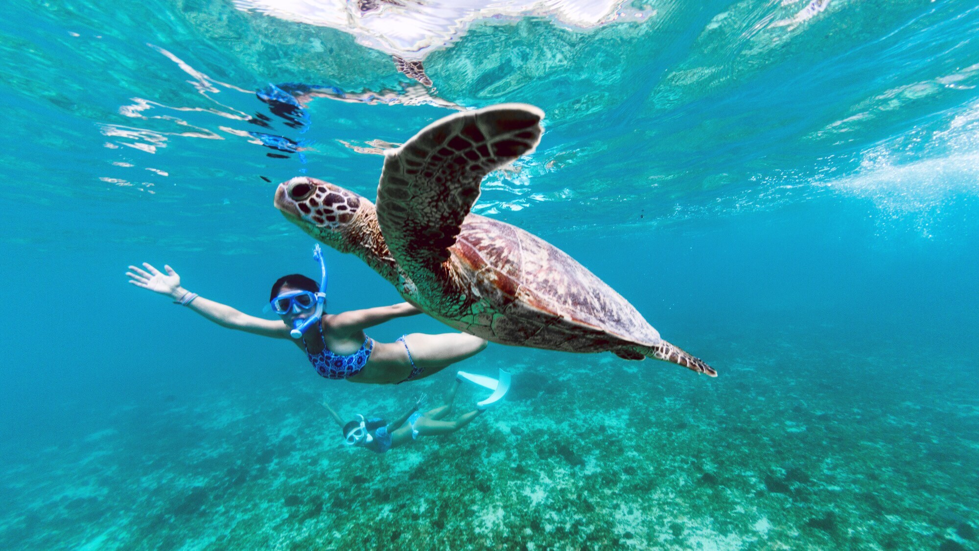 Zwei Schnorchlerinnen schwimmen im türkisblauen Wasser mit einer Wasserschildkröte Zwei Schnorchlerinnen schwimmen im türkisblauen Wasser mit einer Wasserschildkröte