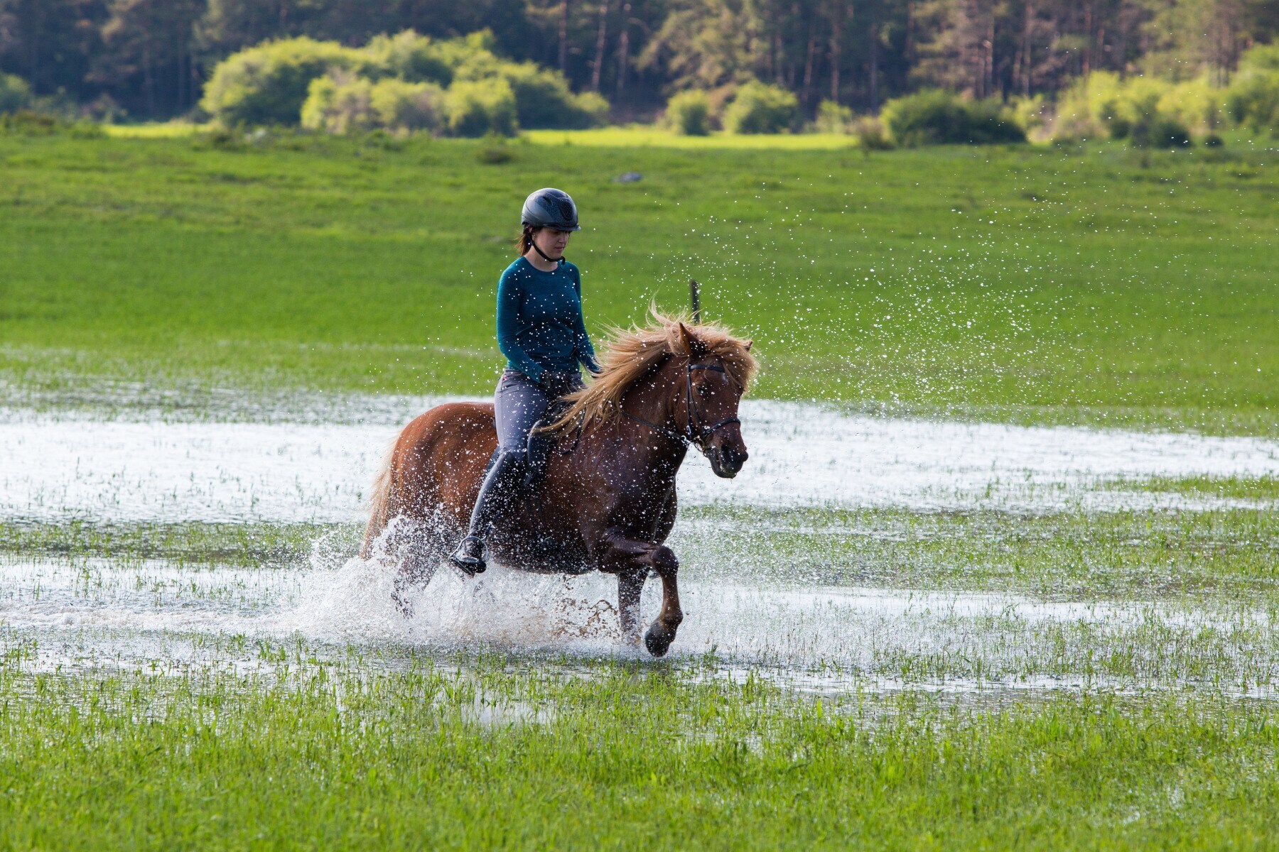 Eine Reiterin auf einem Islandpferd reitet über eine teils unter Wasser stehende Wiese