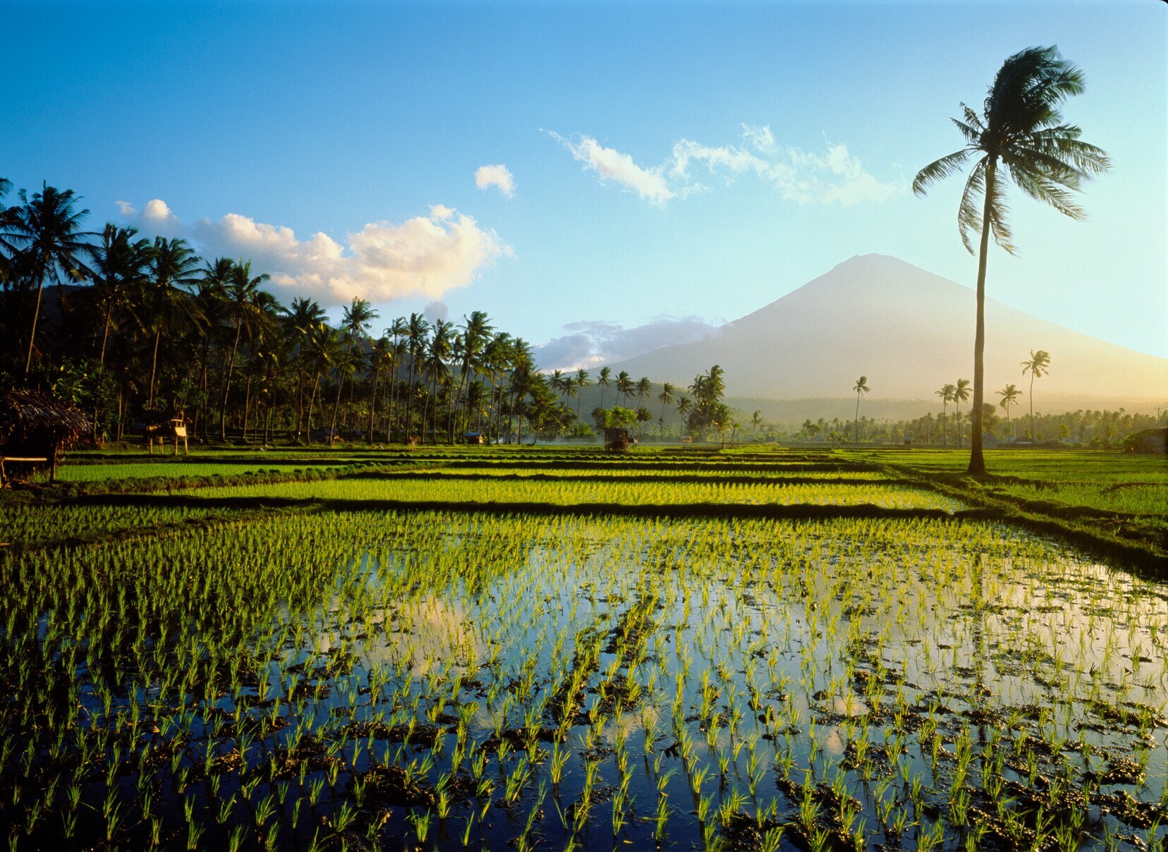 Bewässerte Reisterrassen, umgeben von Palmen am Fuße eines Vulkans Bewässerte Reisterrassen, umgeben von Palmen am Fuße eines Vulkans