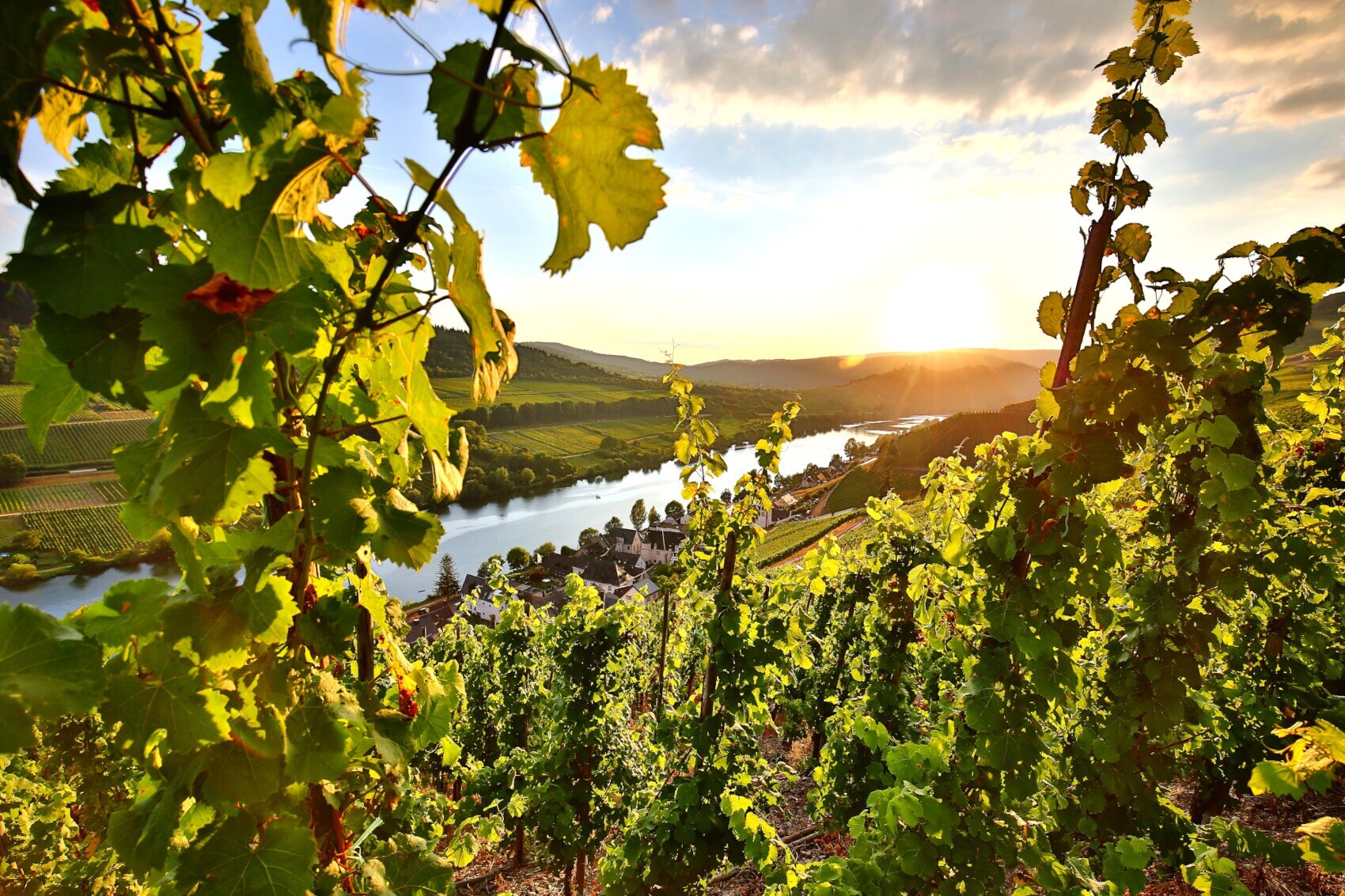 Landschaftspanorama mit kleiner Ortschaft und Weinbergen an einem Fluss bei Sonnenuntergang, im Vordergrund grüne Weinreben am Steilhang
