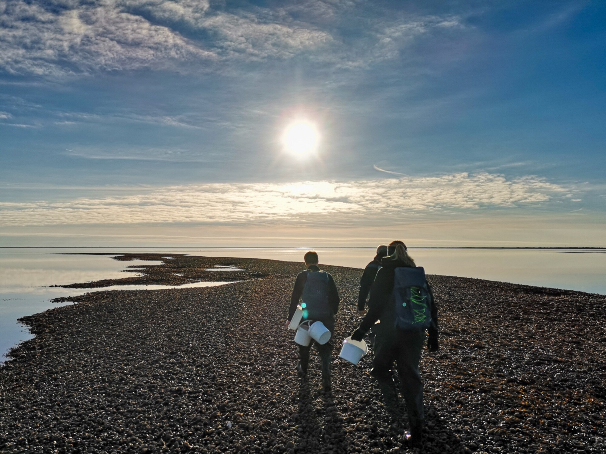 Drei Personen mit Rucksäcken und weißen Eimern suchen an einem Strand nach Austern