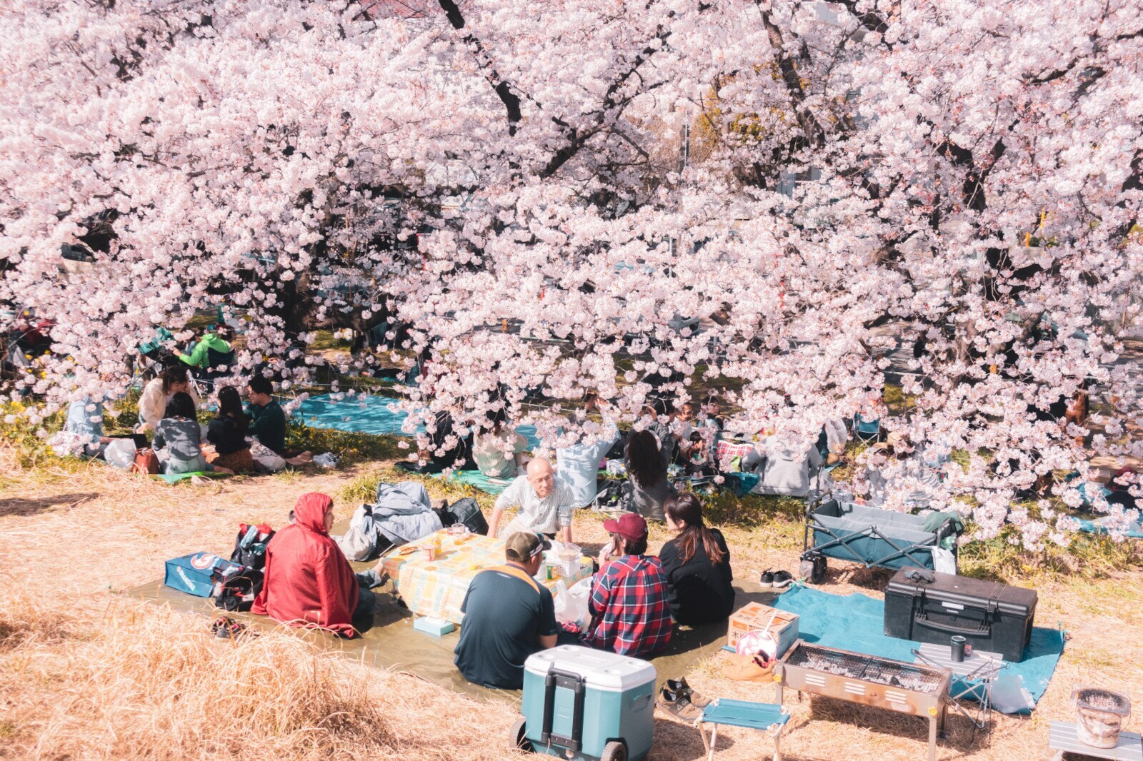 Mehrere Personen picknicken unter Kirschblüten im Park