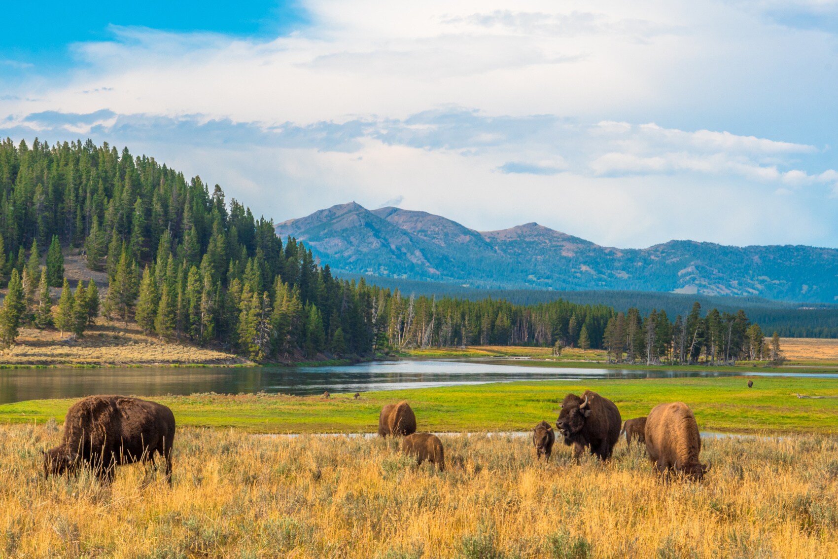 Mehrere Bisons grasen an einem Flussufer vor Bergpanorama