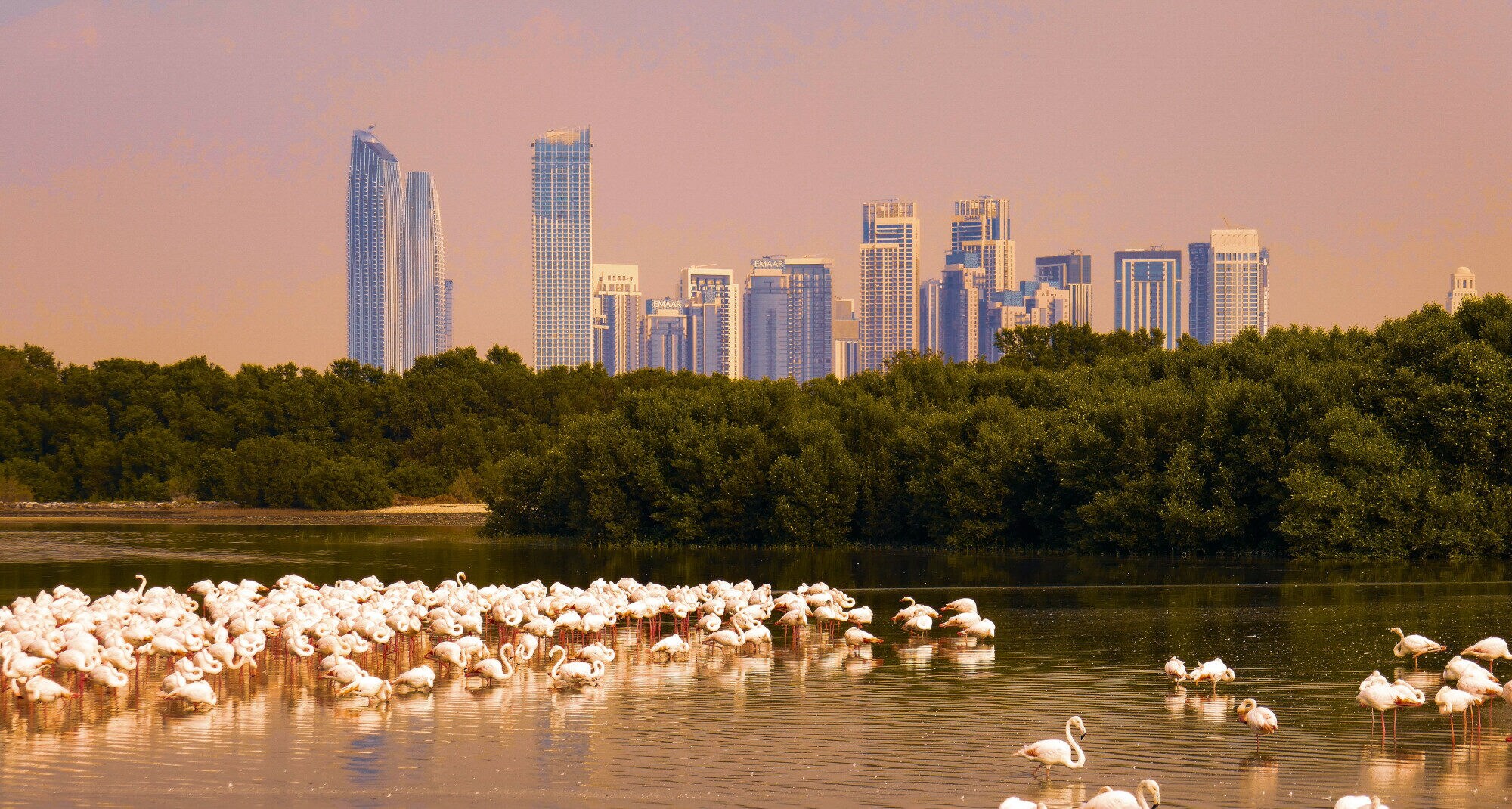 Eine Gruppe Flamingos vor der Skyline Dubais Eine Gruppe Flamingos vor der Skyline Dubais