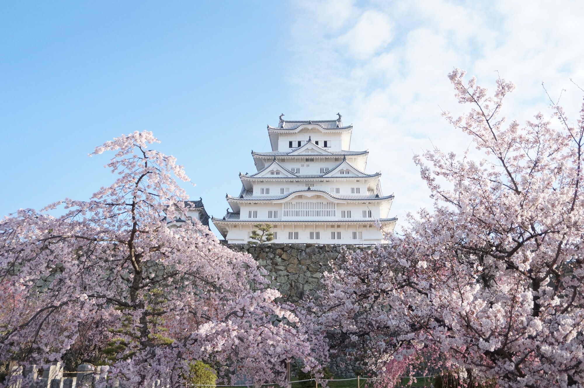 Die Burg Himeji in Japan zwischen blühenden Kirschbäumen