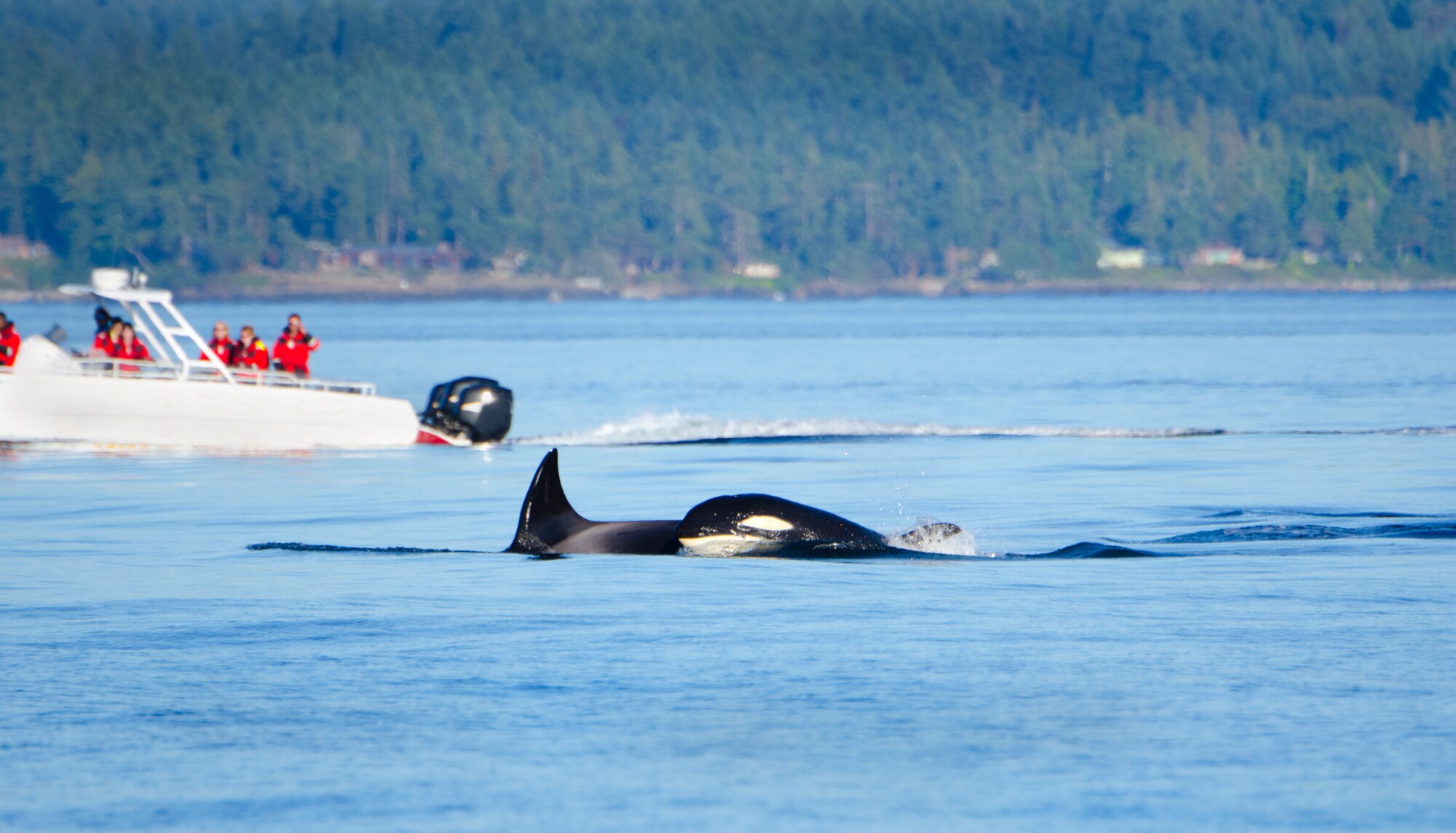 Ein Wal vor der Küste von Vancouver Island in British Columbia