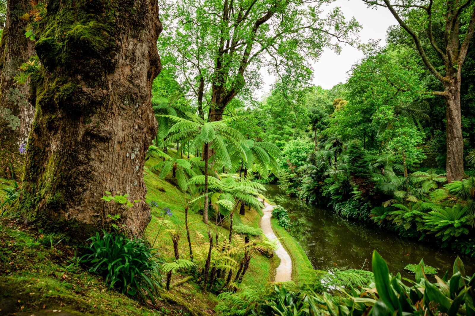 Blick in einen botanischen Garten mit exotischen Pflanzen und einem Pfad Blick in einen botanischen Garten mit exotischen Pflanzen und einem Pfad