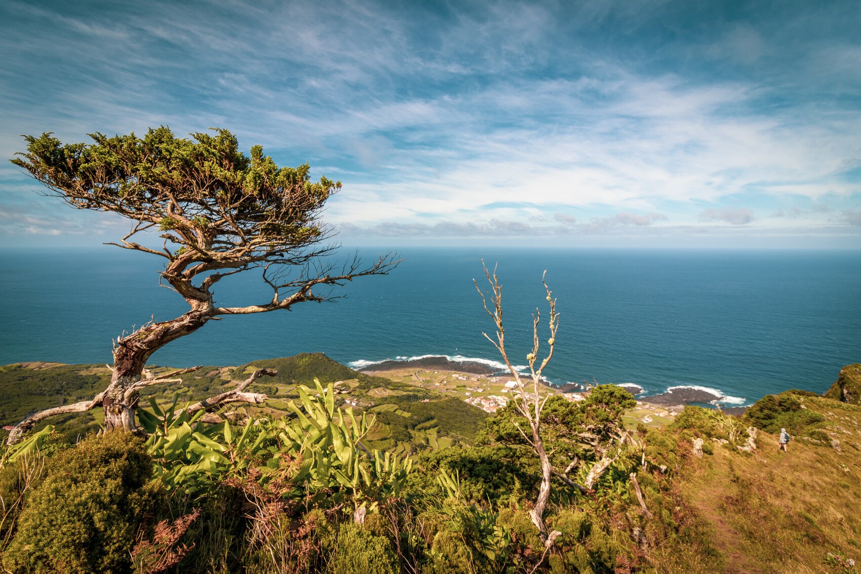 Blick von einer Anhöhe auf eine Küste und das Meer, im Vordergrund wilde Pflanzen und ein knorriger Baum Blick von einer Anhöhe auf eine Küste und das Meer, im Vordergrund wilde Pflanzen und ein knorriger Baum