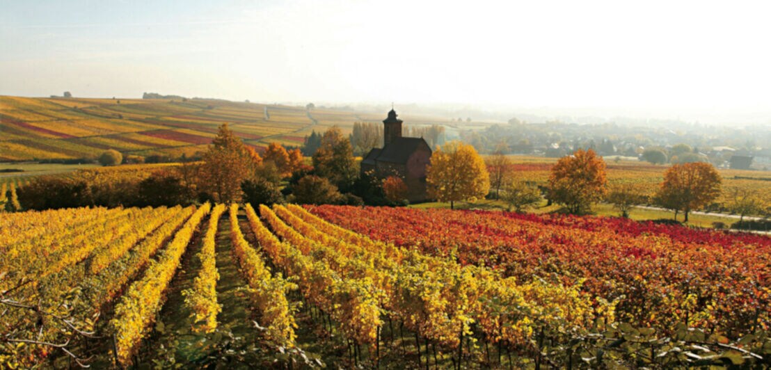 Herbstliche verfärbte Weinberge und eine Kapelle in der Südlichen Weinstraße
