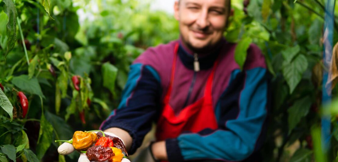 Mann kniet zwischen Chilipflanzen und hält verschiedenfarbige Chilis in die Kamera