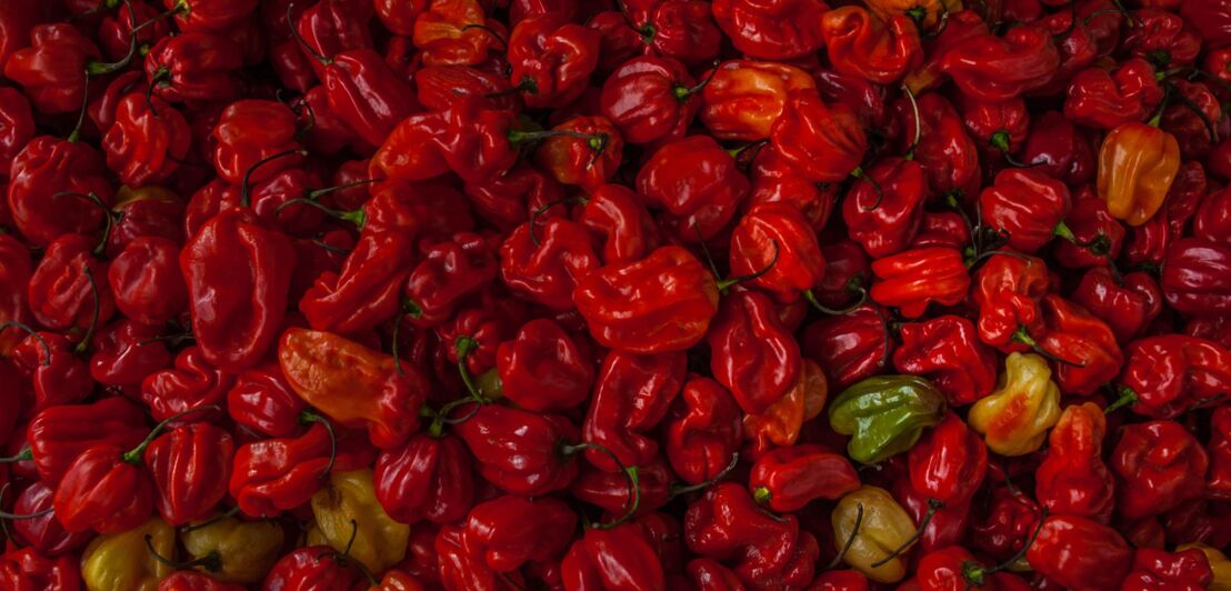 Close-up von vielen roten Chilis auf einem Haufen, vereinzelt sind noch einige Früchte grün oder orange.