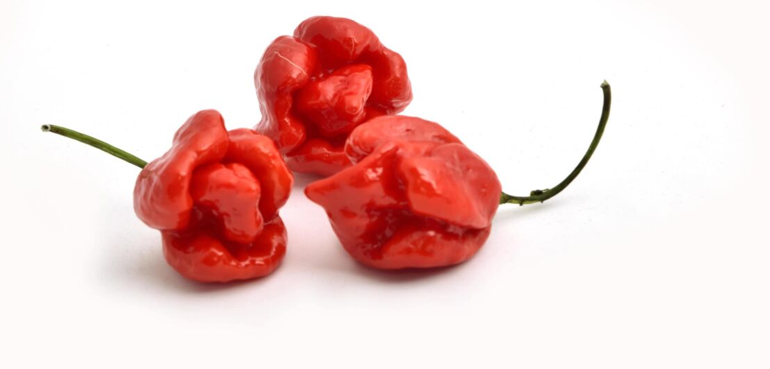 Drei leuchtend rote und lampionförmige Chili Früchte vor weißem Hintergrund