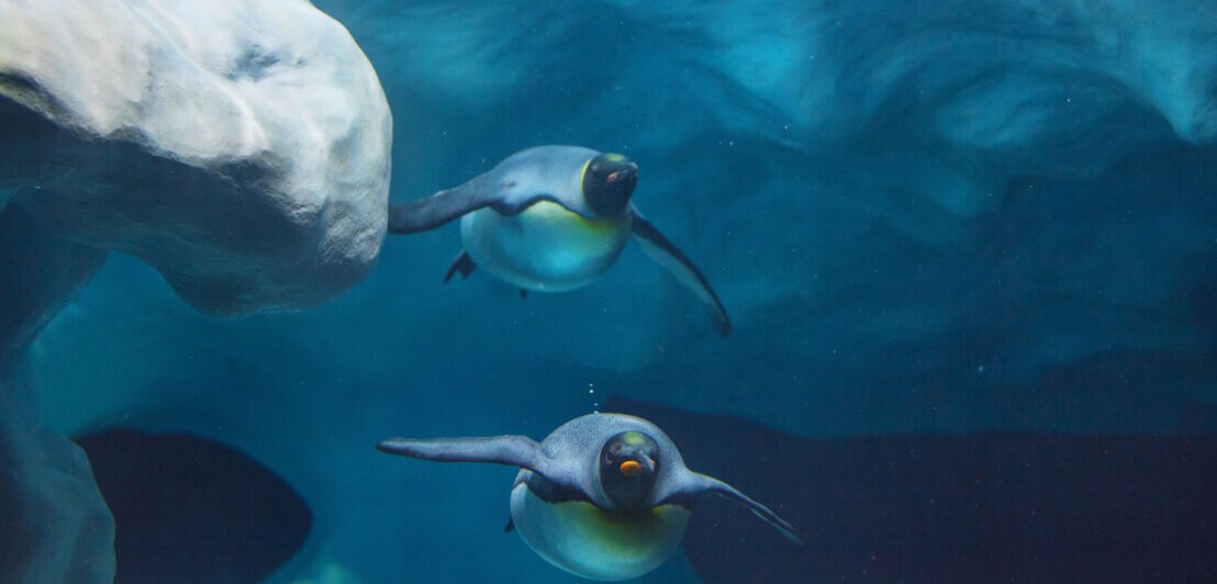 Zwei Pinguine schwimmen unter Wasser zwischen Eisschollen