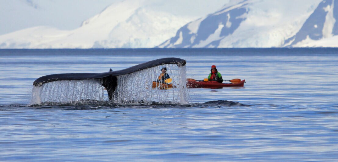 Eine Walfluke vor zwei Kajaks
