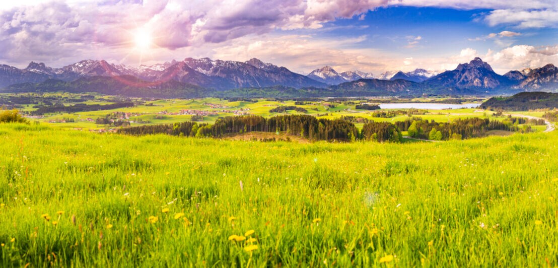 Grüne Blumenwiese im Allgäu mit Panoramablick auf die Alpen
