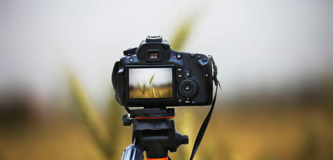 Ein Fotoapparat auf einem Stativ vor einem Getreidefeld