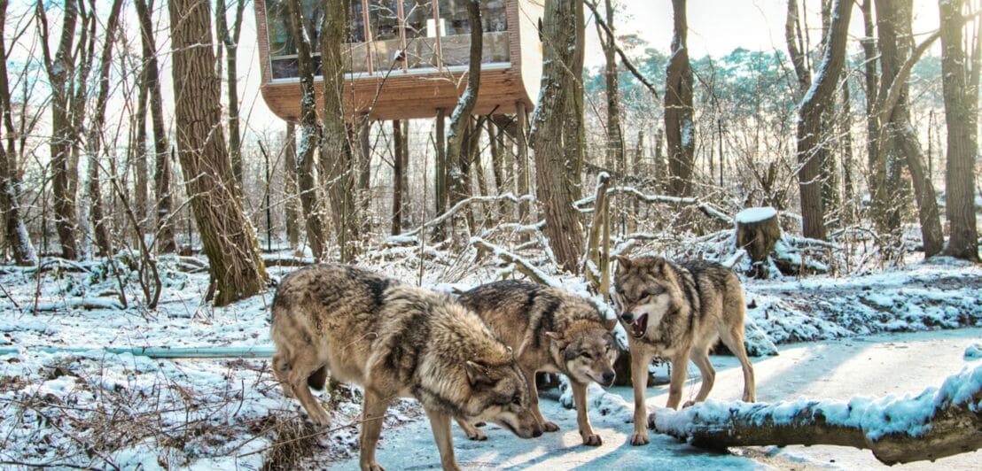 Drei Wölfe vor einem Baumhaus