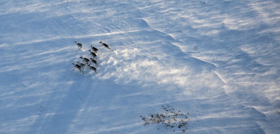 Eine Herde von Rentieren läuft über schneebedeckten Boden