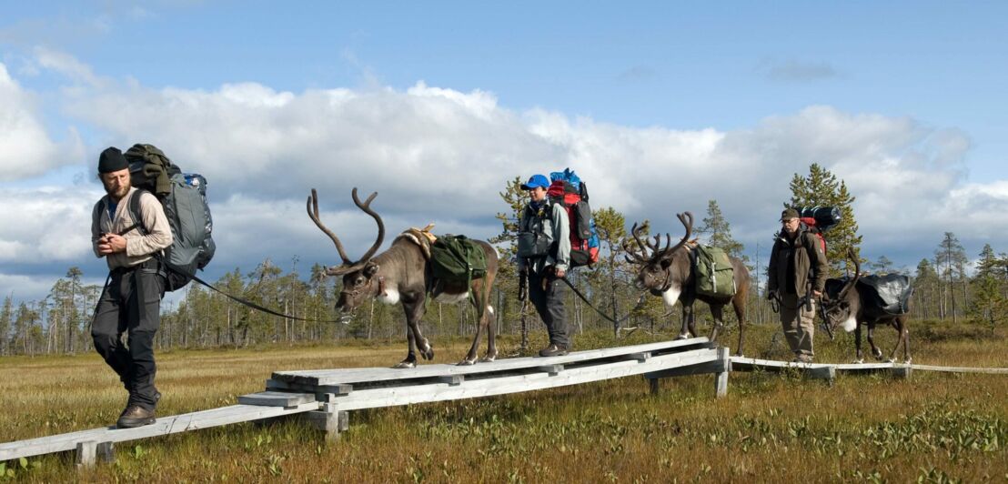 Drei Männer wandern mit Rentieren in Lappland