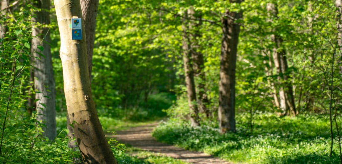 Ein Wanderpfad durch einen frühlingsgrünen Laubwald