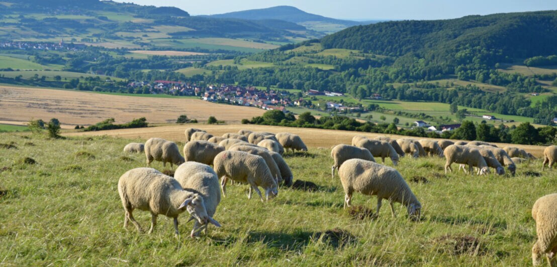 Schafe weiden auf einer Wiese mit grünen Hügeln im Hintergrund