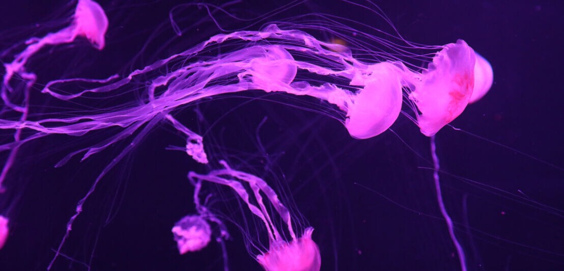 Violett leuchtende Quallen im Lost Chambers Aquarium