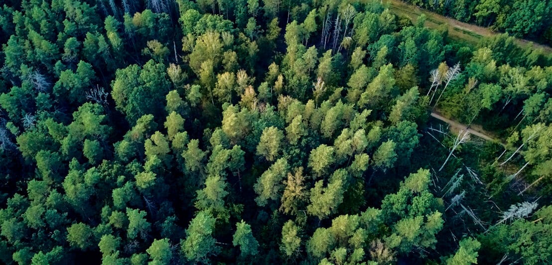 Luftansicht eines weitläufigen Mischwaldes
