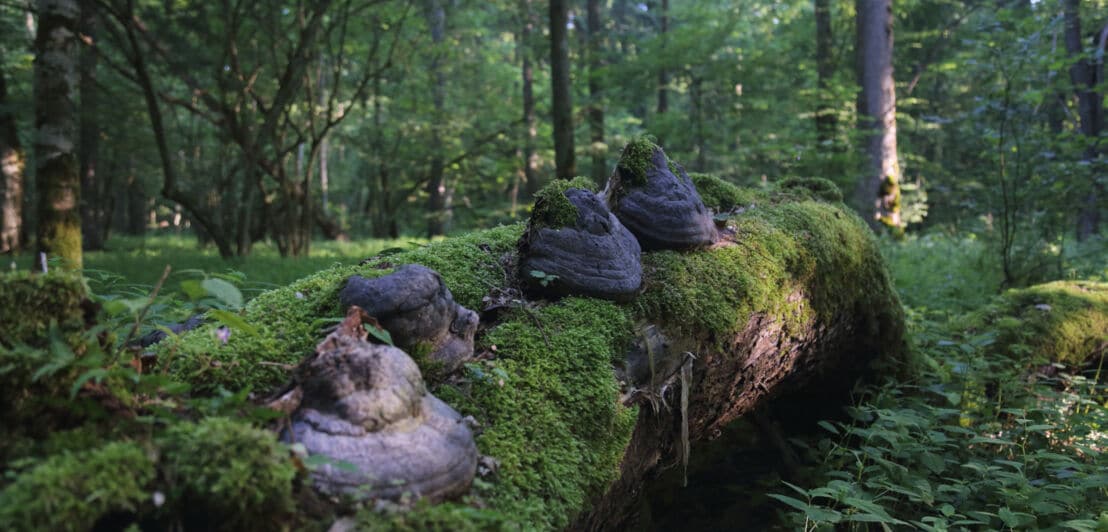 Große kegelförmige Pilze auf einem umgestürzten von Moos bewachsenen toten Baum