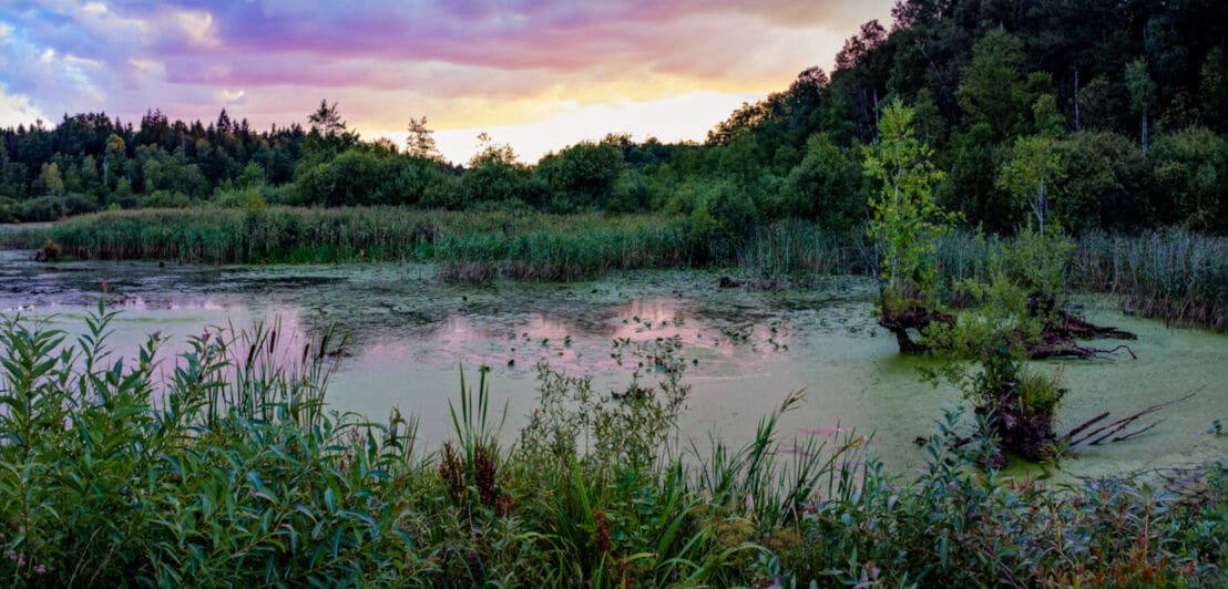 Ein See umrandet von wilden Gräsern, Büschen und Bäumen bei Sonnenuntergang