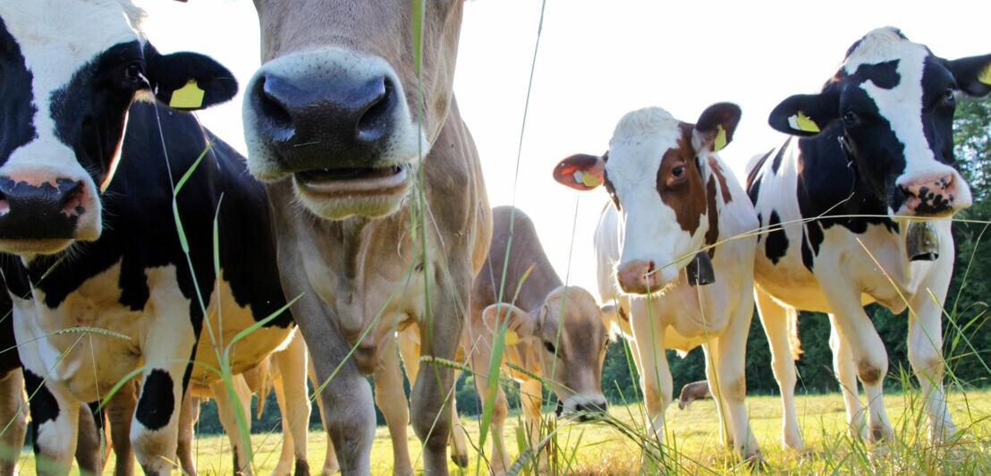 Close-up vieler gescheckter und brauner Kühe auf einer Weide