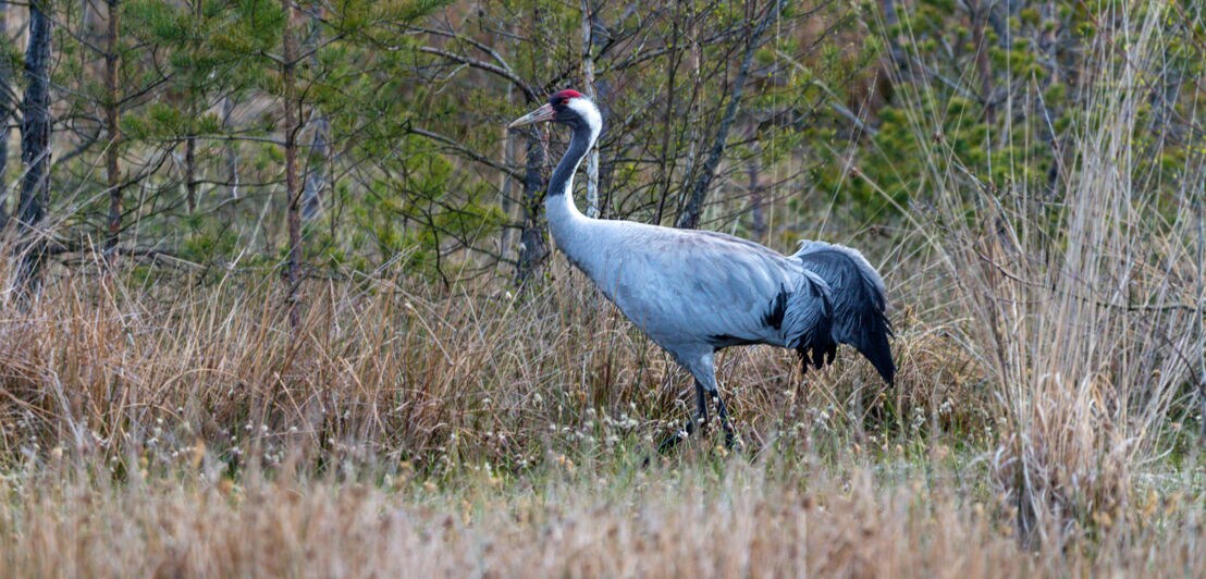 Ein Kranich läuft über eine Wiese mit hohen Gräsern